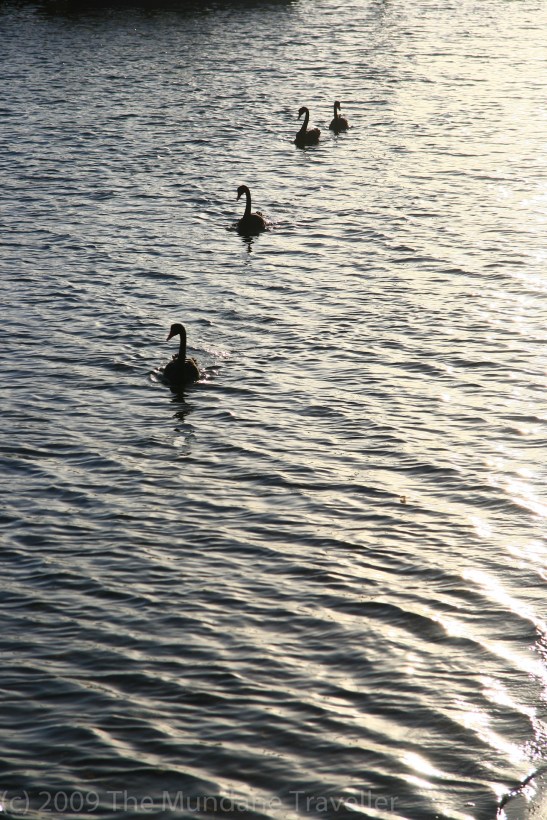 Black Swans – parading for their entry into economic theory